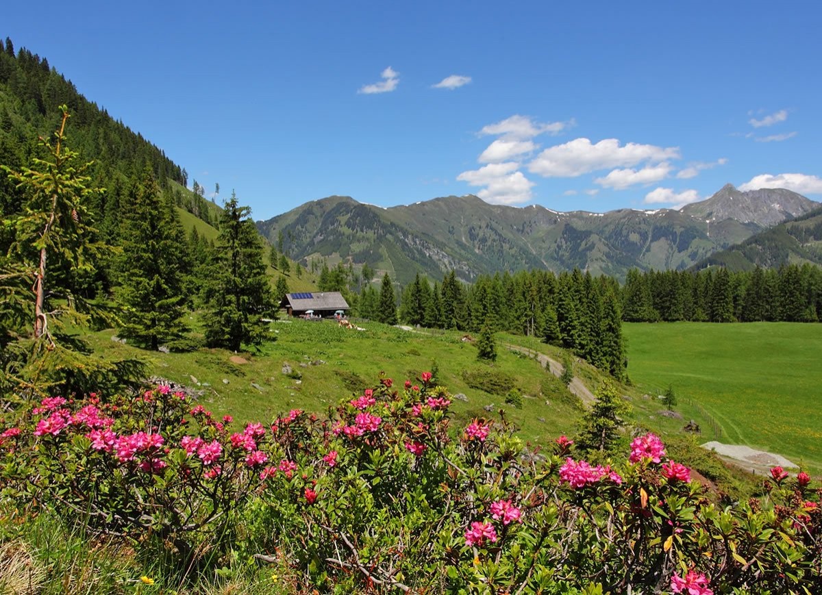 Blühender Almrausch im Frühling bei einer Wanderung im Großarltal, dem Tal der Almen