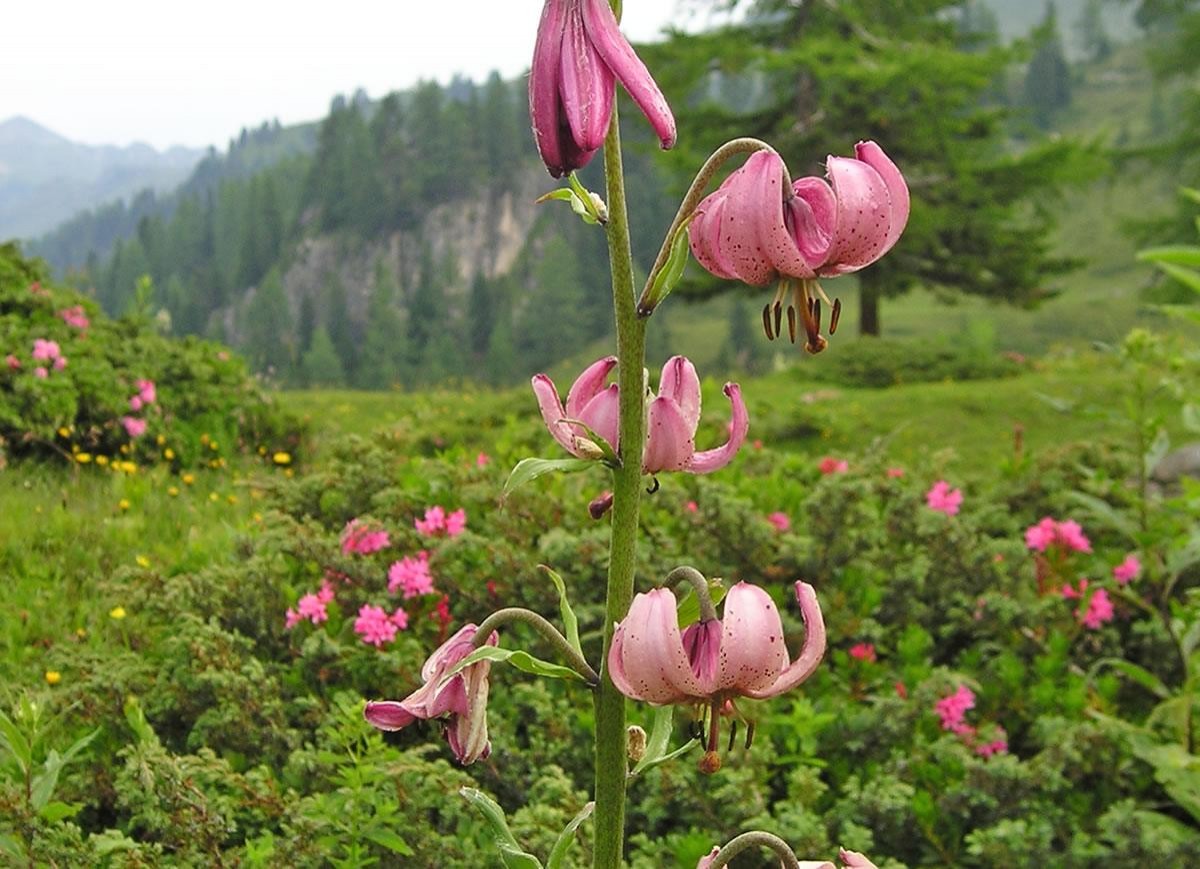 Blühende Orchidee